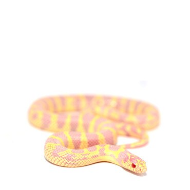 Albino Californian King Snake